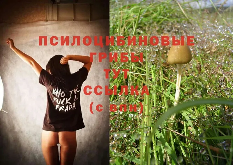 хочу наркоту  Иннополис  Галлюциногенные грибы Magic Shrooms 